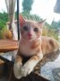 Felino 30.08.2022